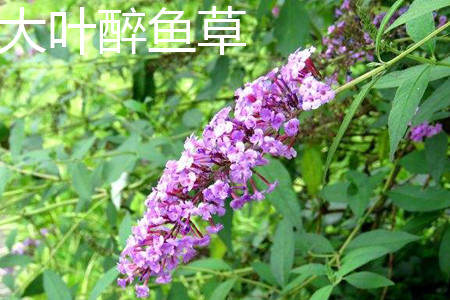 buddleja davidii 