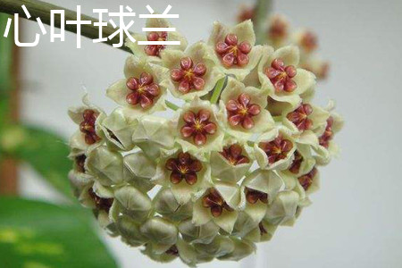 Hoya kerrii 