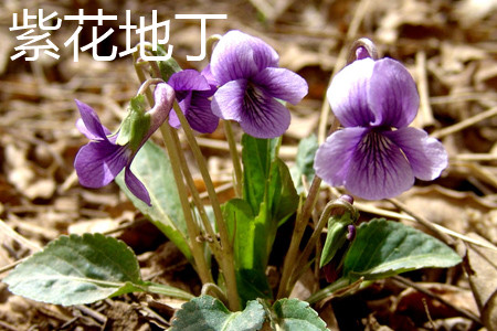 Chinese violet