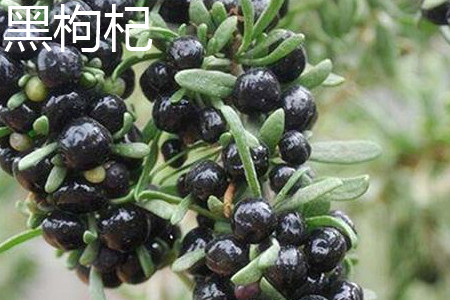 Black wolfberry