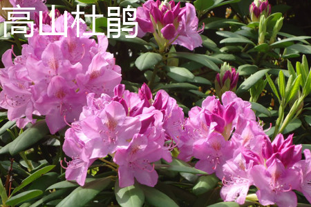 rhododendron lapponicum 