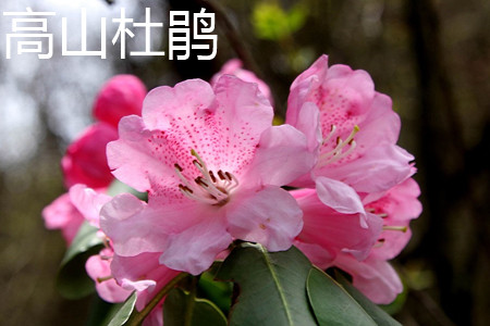 rhododendron lapponicum 