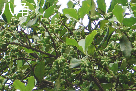 Star anise