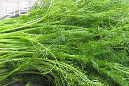 fennel