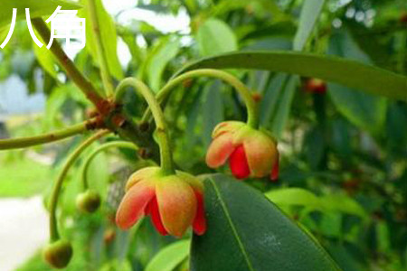 Star anise