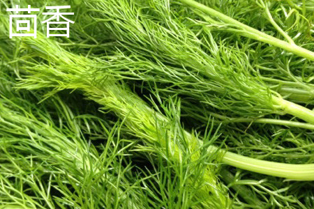 fennel