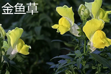 Snapdragon