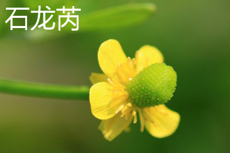 Shi Longrui