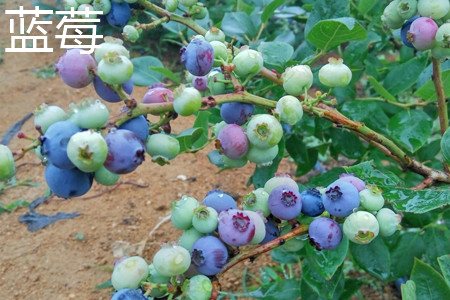 Blueberry