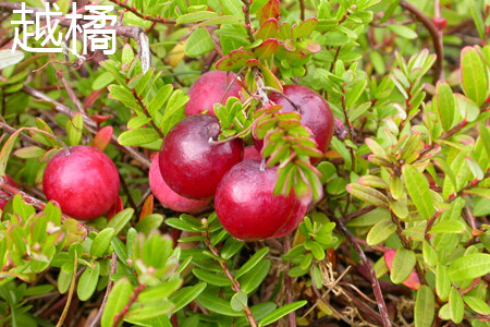 cranberry