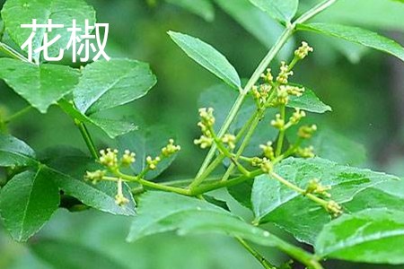 Sichuan Pepper