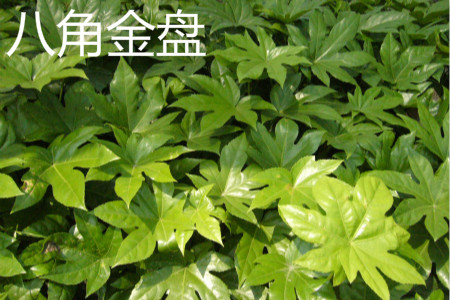 Fatsia japonica