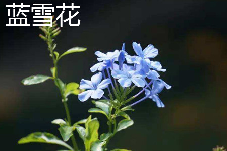 Plumbago Auriculata