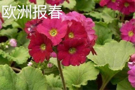 Primula acaulis 