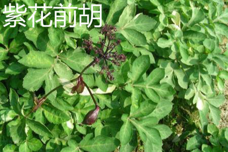 Peucedanum purpureum
