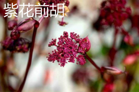 Peucedanum purpureum
