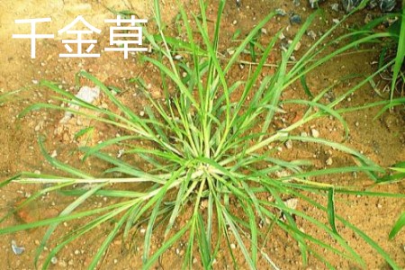 Qianjin grass