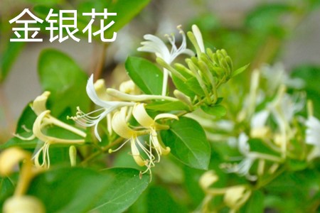 Honeysuckle leaves jpg