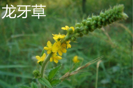 Longya flower