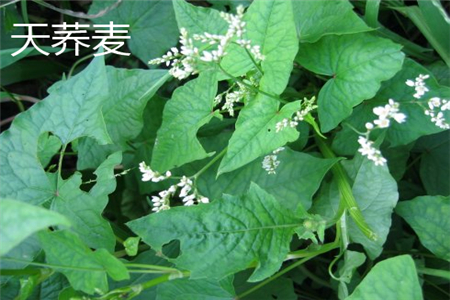 Buckwheat leaves