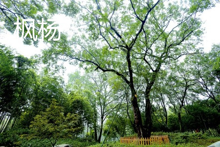 Maple poplar