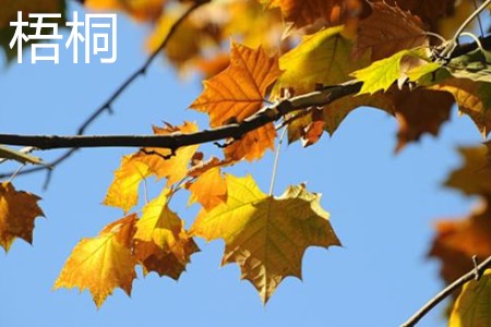 Wutong leaves