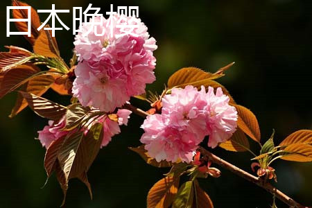 Oriental Cherry