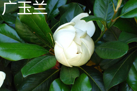 Magnolia grandiflora