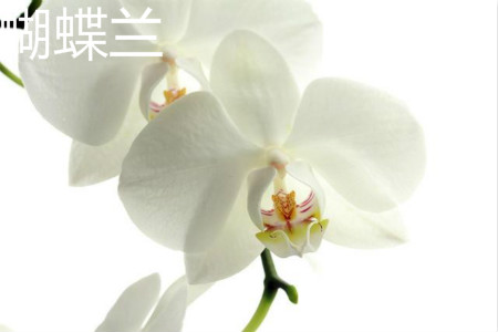 moth orchid