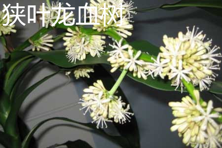 Dracaena angustifolia