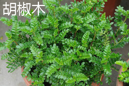 Pepper wood