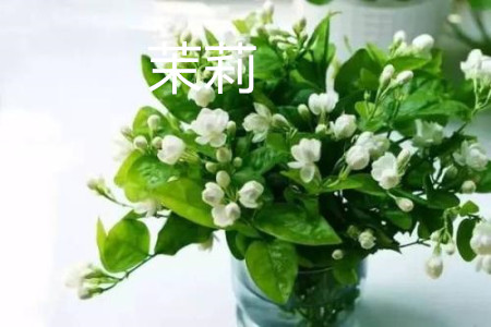 Jasmine