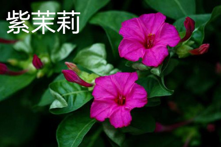Mirabilis jalapa