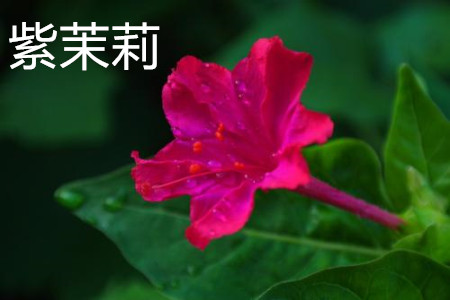 Mirabilis jalapa