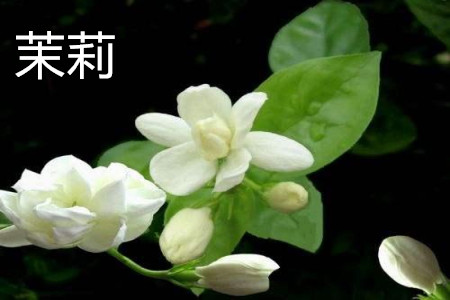 Jasmine
