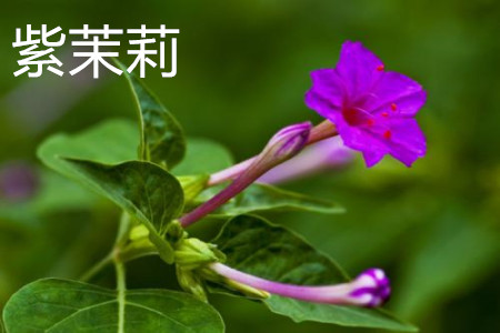 Mirabilis jalapa