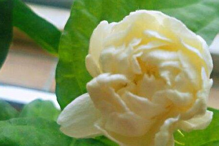 Tiger head Jasmine