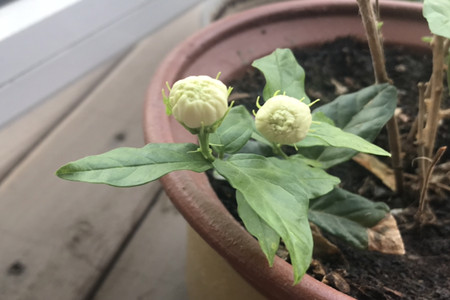 Tiger head Jasmine