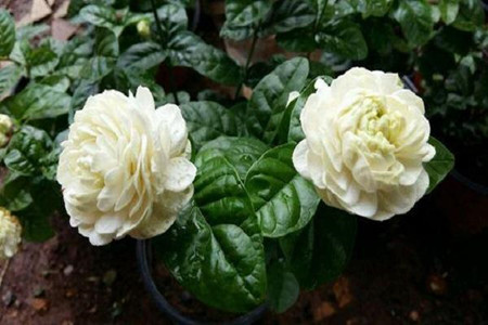 Tiger head Jasmine