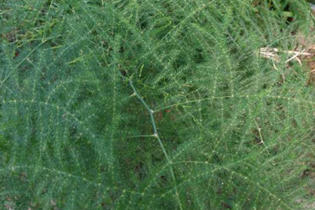 asparagus fern