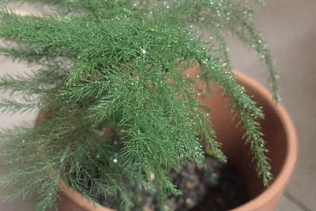 asparagus fern