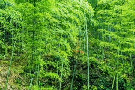 black bamboo