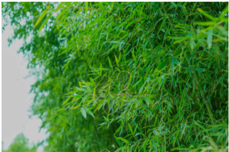 black bamboo