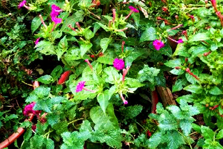 Mirabilis jalapa