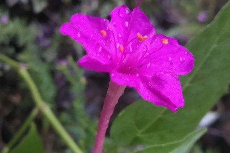 Mirabilis jalapa