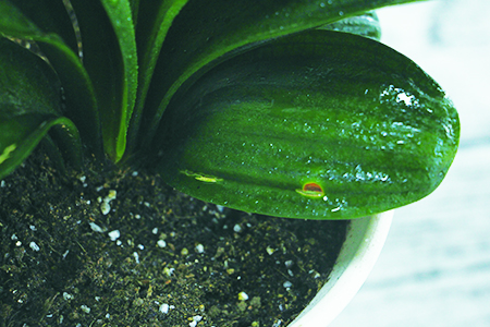Clivia
