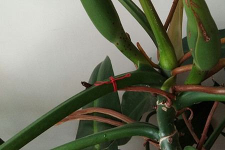 Philodendron
