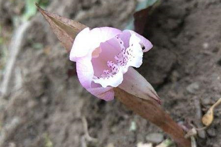 Single flower orchid