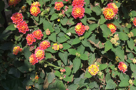 Lantana