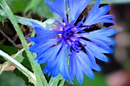 Cornflower